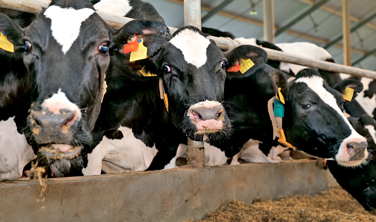 Комбінація найефективніших джерел оксиду магнію забезпечує швидку дію та тривалий вплив на рівень рН рубця