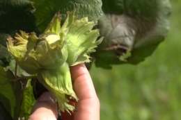 Помилки у живленні можуть суттєво знизити потенціал фундука