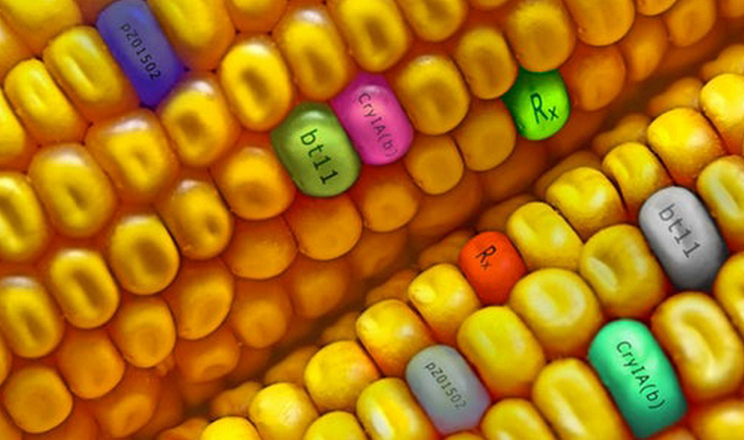 Рада ухвалила закон про посилення державного контролю поводження з ГМО