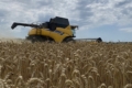 ІМК зібрала озиму пшеницю з рекордною врожайністю