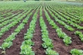 На Львівщині зібрали врожай овочів з 40% площ
