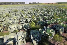 Ціни на капусту можуть зрости взимку через дефіцит якісної продукції