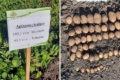 На Львівщині сорт картоплі дав урожай понад 100 т/га
