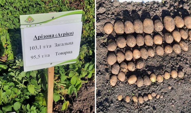 На Львівщині сорт картоплі дав урожай понад 100 т/га