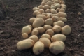 Найвищу врожайність картоплі зафіксували на Хмельниччині