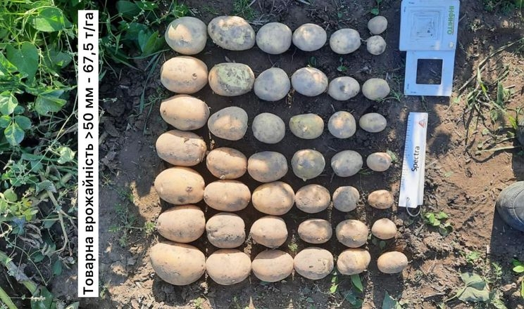 На Житомирщині презентували 2 нових сорта картоплі