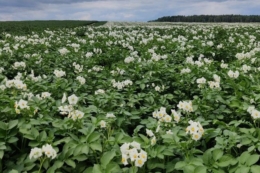 На Чернігівщині картопля цьогоріч цвіте рекордно потужно<br>