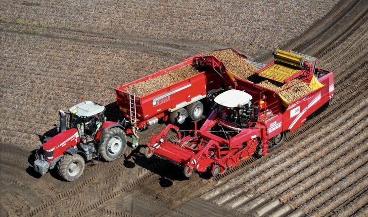 У сільгосппідприємствах Львівщини урожайність картоплі становить 229,6 ц/га