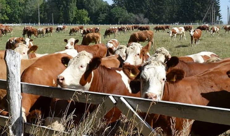 Майже 15 тисяч заявок подали аграрії на допомогу для утримання поголів’я корів