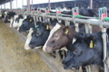 Рубцева годівля корів – найекономічніше рішення