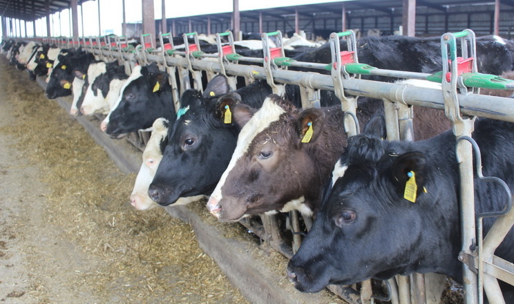 Рубцева годівля корів – найекономічніше рішення