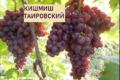 Дослідники визначили зимостійкість безнасінних сортів винограду 