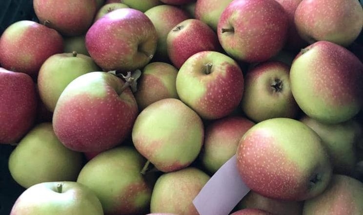 На Буковині розпочали збір літніх сортів яблук