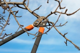 Менше ручної праці: новий підхід до обрізки садів