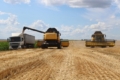 АФ «Ольгопіль» зібрала ранню групу зернових з урожайністю вищою, ніж торік
