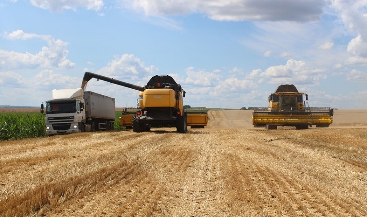 АФ «Ольгопіль» зібрала ранню групу зернових з урожайністю вищою, ніж торік