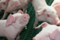Як оцінюють свиней на племзаводі «Агропрайм Холдинг»