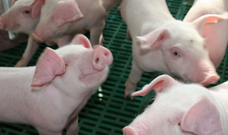 Як оцінюють свиней на племзаводі «Агропрайм Холдинг»