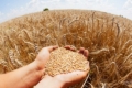 Пшеницю та ріпак найбільше експортували у вересні