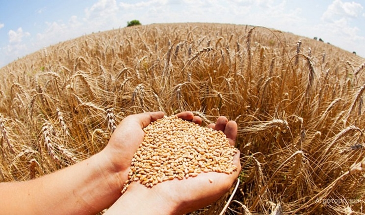 Ціни на пшеницю трохи зросли