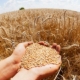 Зростають ціни на продовольчу пшеницю