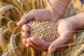 Мікологічні хвороби у зерні озимої пшениці виявили на Кіровоградщині
