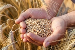 Обмежена кількість пропозицій якісної пшениці стримує активне зниження цін