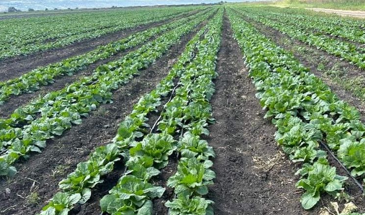 На Миколаївщині показали сходи овочів, посіяні після ячменя - AgroTimes