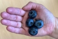 Шотландські вчені виводять лохину з великими ягодами