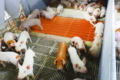 На форумі Pigs Farming Industry йтиметься про ефективне керування свинофермою