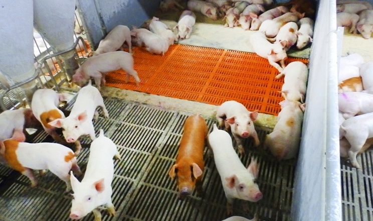 На форумі Pigs Farming Industry йтиметься про ефективне керування свинофермою