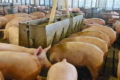 Як поліпшити перетравність корму для свиней