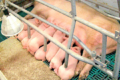 Свиноматки, які дозволяють заробити більше: на форумі Pigs Farming Industry розкажуть як
