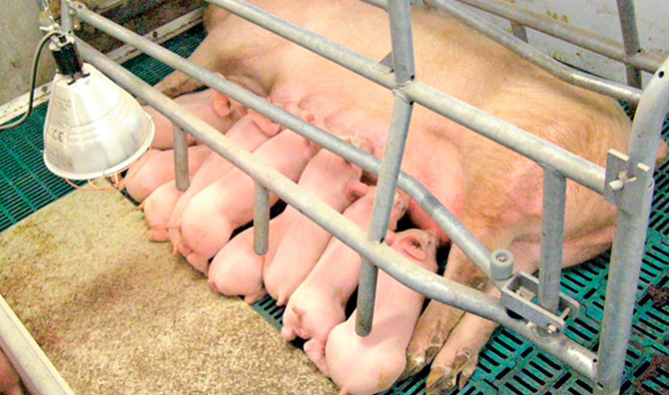 Брак мікроелементів у раціоні свиноматки може позначатися на кількості життєздатних поросят