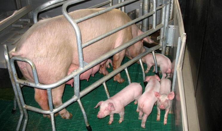 Кульгаві свиноматки дають на 1,2 відлученого поросяти менше