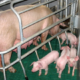 Свиноматки в період лактації повинні мати вільний доступ до корму й води