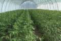 Виробник салатів почав вирощувати тепличні томати на Чернігівщини