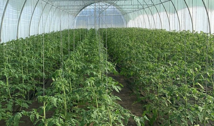 Виробник салатів почав вирощувати тепличні томати на Чернігівщини