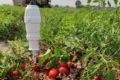 Зменшення поливу покращило якість томатів