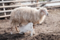 У 2022 році поголів'я овець і кіз скоротилося 14%