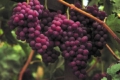 Під Одесою досліджують 20 безнасінних сортів винограду