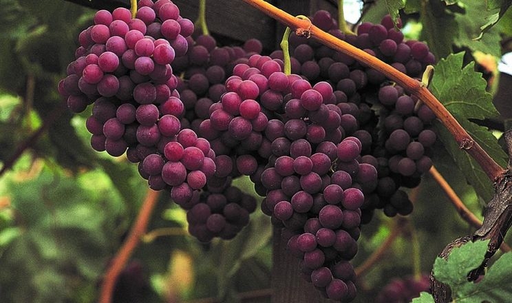 Вчені назвали посухостійкі сорти кишмишного винограду