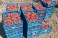 Одеські виноградарі 90% продукції продають через інтернет