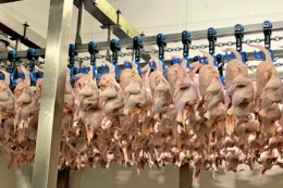 Експорт м'яса птиці в І кварталі приніс на 23,5% більше