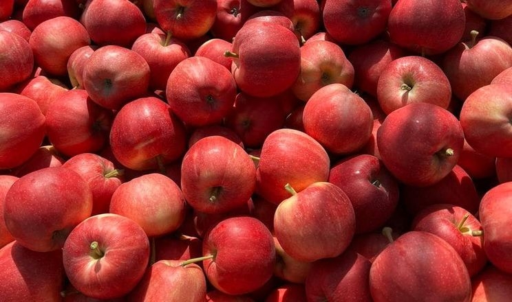 На Дніпропетровщині почали збирати експортний сорт яблук