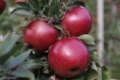 Препарат покращив забарвлення яблук без погіршення лежкості