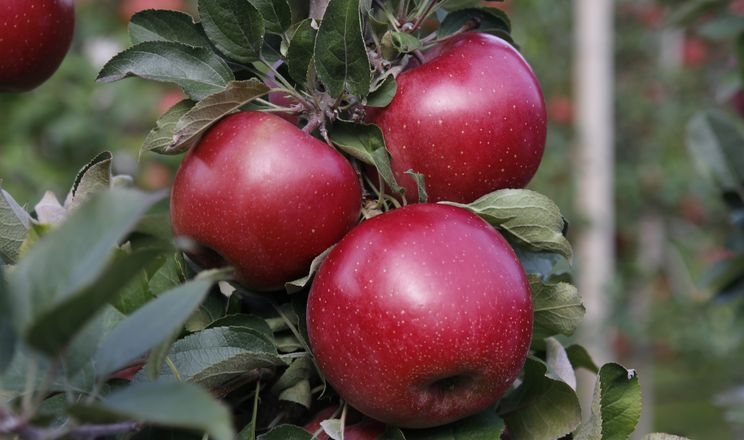 Чернівецькі яблука Фуджі сподобались у Малайзії