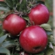 Препарат покращив забарвлення яблук без погіршення лежкості