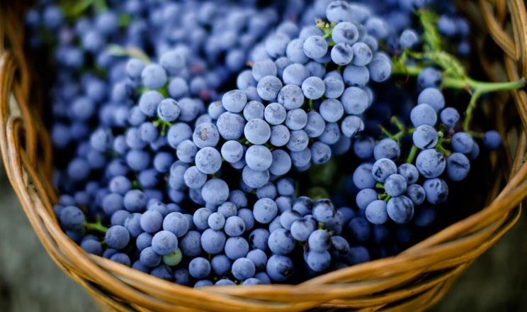 Винороби розповіли, чому збирають виноград на світанку