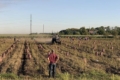 У «Садах Перемоги» на Дніпропетровщині розпочали копання картоплі